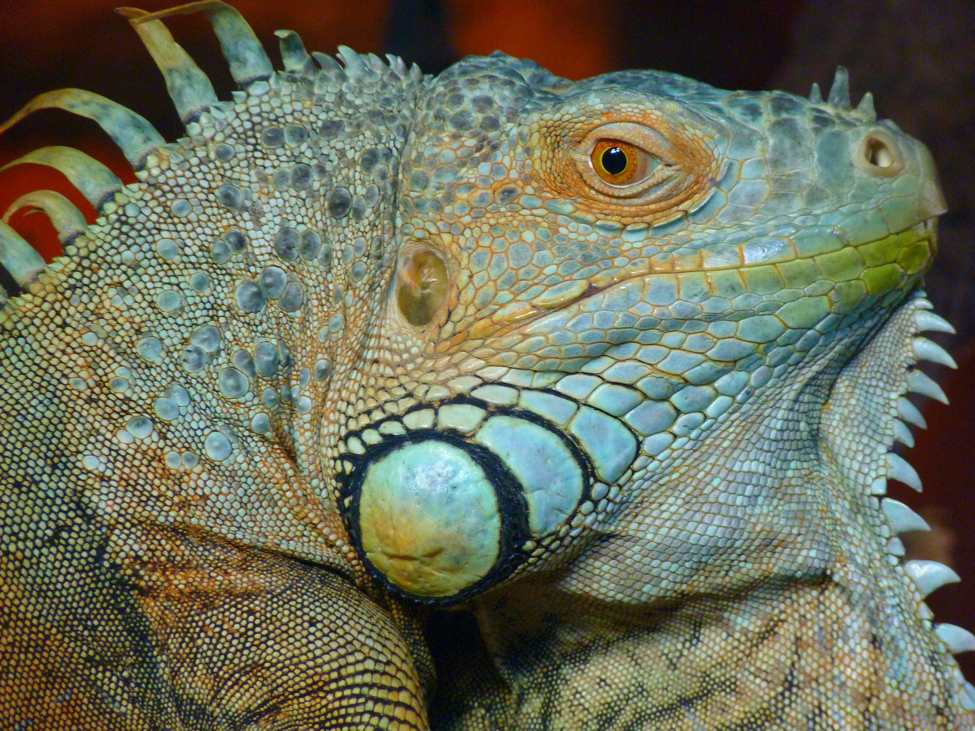 Echse als Drache Beitragsbild Umgang mit Angst