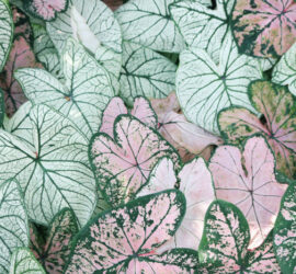 scihe wiederholende Blätter bilden ein Muster